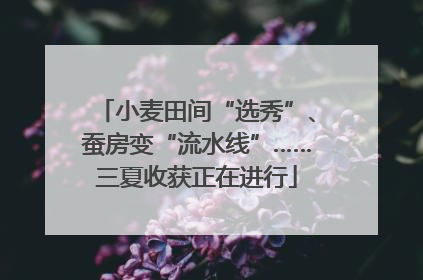 小麦田间“选秀”、蚕房变“流水线”……三夏收获正在进行